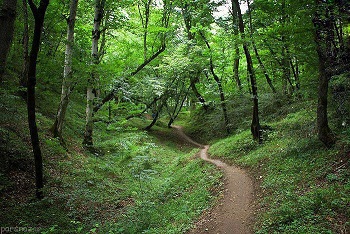 جنگلهای مازندران را تا ۱۵سال دیگر از دست می‌دهیم