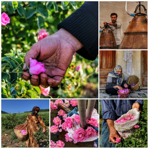 برداشت گل محمدی و گلاب گیری 