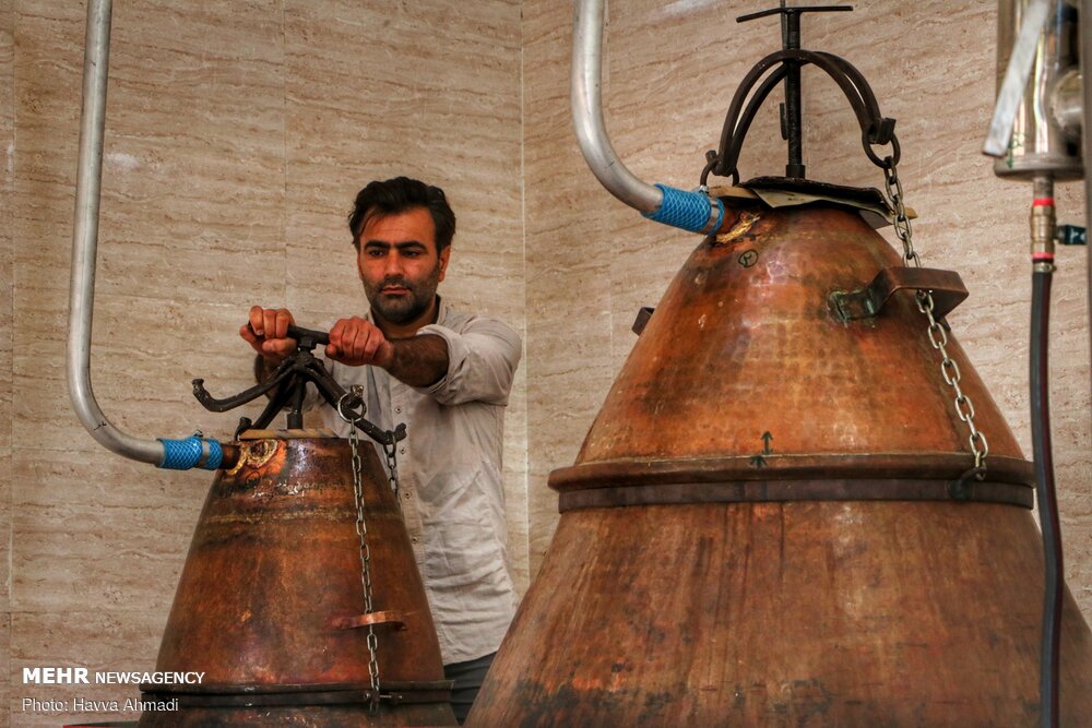 برداشت گل محمدی و گلاب گیری