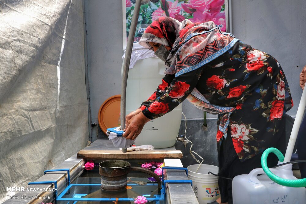 برداشت گل محمدی و گلاب گیری