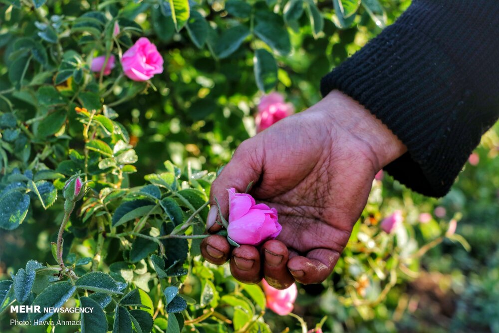 برداشت گل محمدی و گلاب گیری 