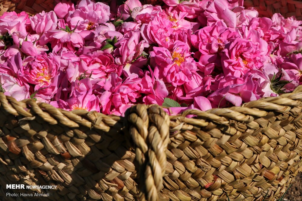 برداشت گل محمدی و گلاب گیری 