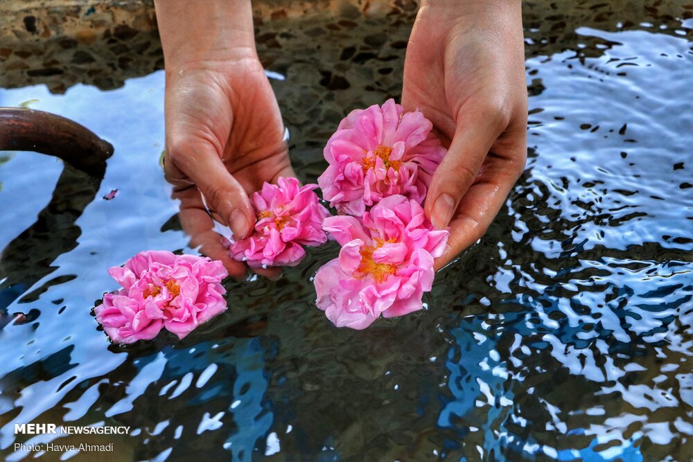 برداشت گل محمدی و گلاب گیری 