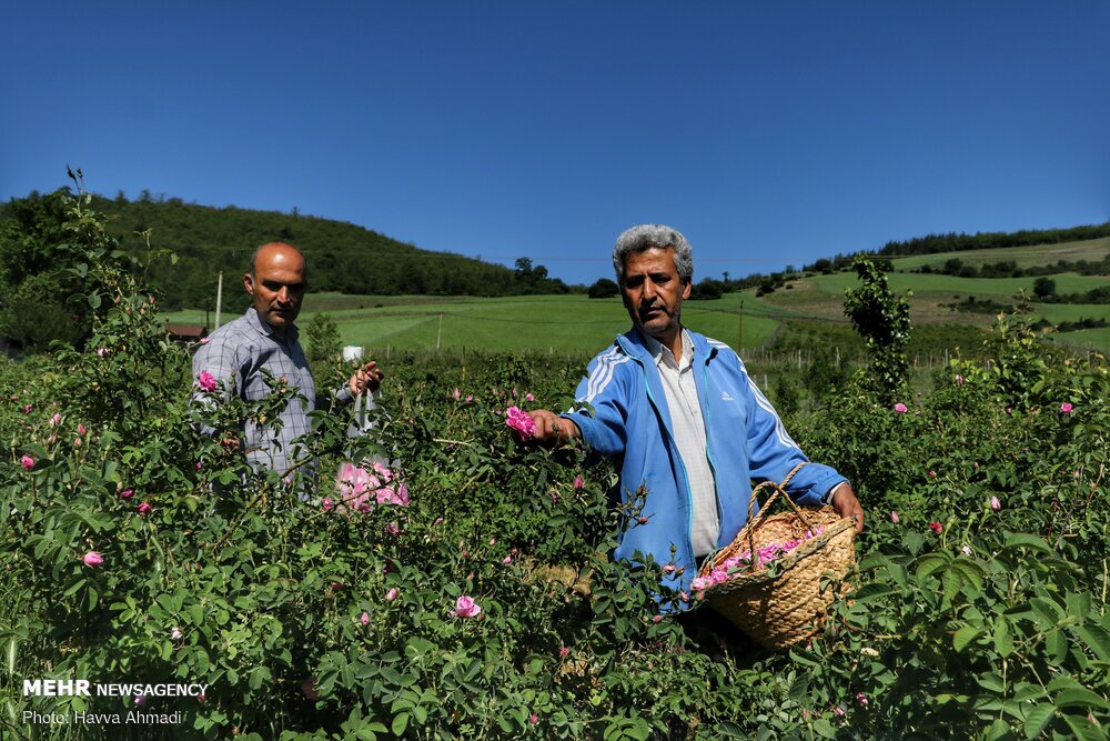 برداشت گل محمدی و گلاب گیری
