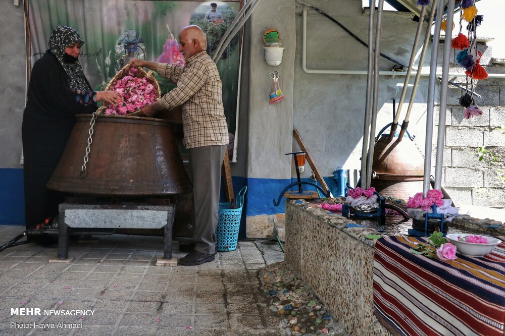 برداشت گل محمدی و گلاب گیری 