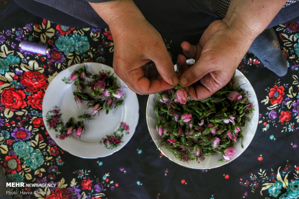 برداشت گل محمدی و گلاب گیری