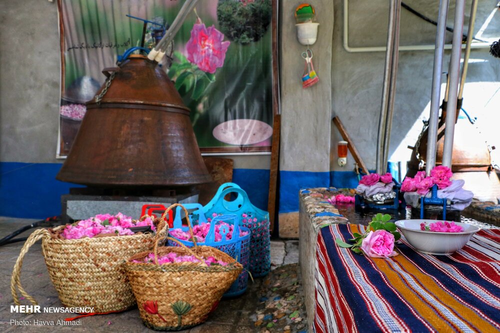 برداشت گل محمدی و گلاب گیری