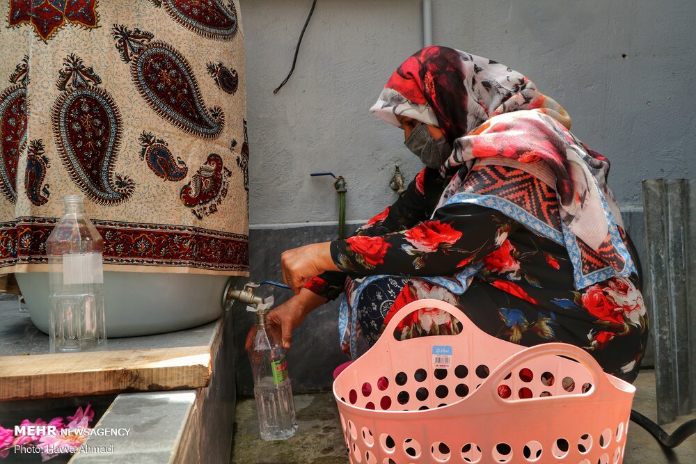 برداشت گل محمدی و گلاب گیری