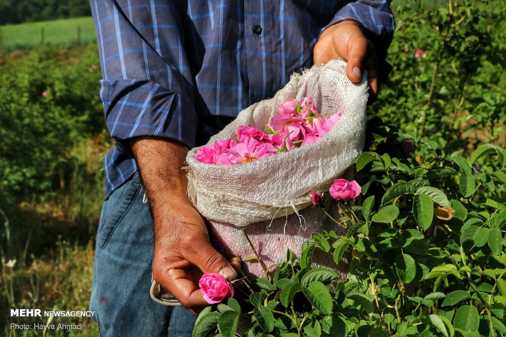 برداشت گل محمدی و گلاب گیری 