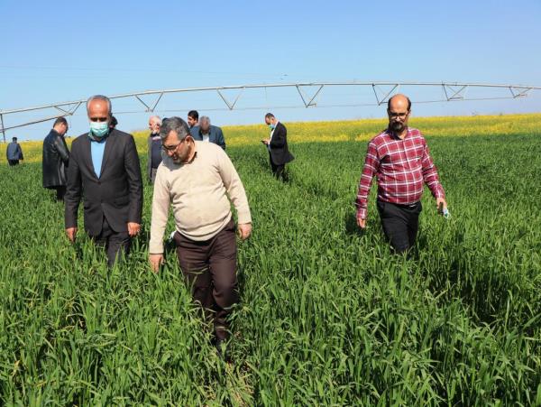 سرپرست جهاد کشاورزی مازندران:   دشت ناز باید پایلوت زنجیره ارزش و تولید دانش بنیان باشد.