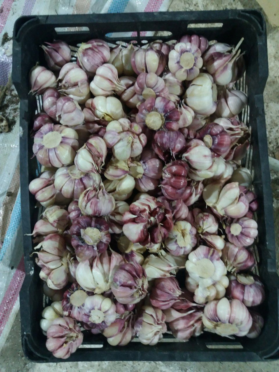 سیر اتو