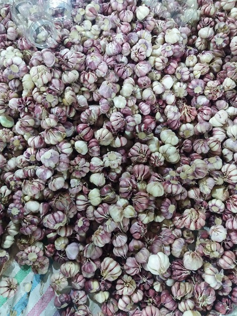 سیر اتو