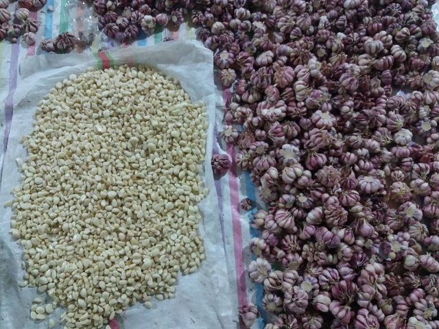 سیر اتو