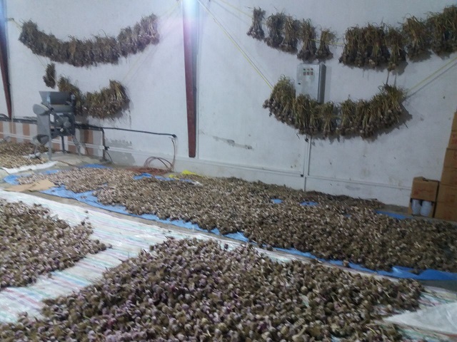 سیر اتو
