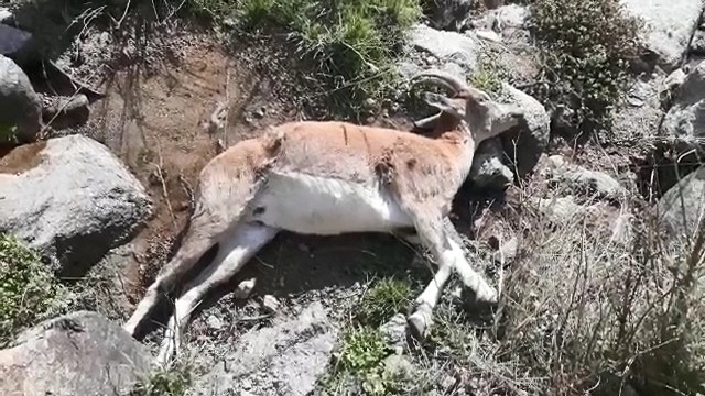 احتمال شیوع طاعون نشخوارکنندگان؛ کشف ۲۵ لاشه کل و بز وحشی در نوشهر و چالوس