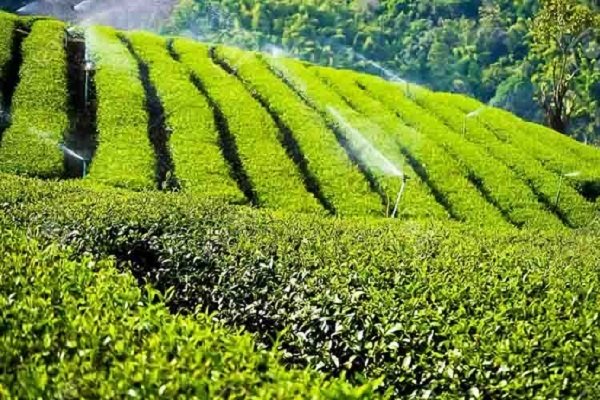 برگزاری جشنواره برداشت چای در رامسر