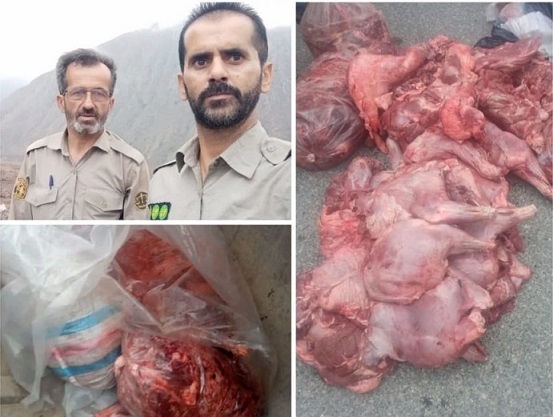  کشف و ضبط لاشه ۹ راس خوک وحشی در آمل