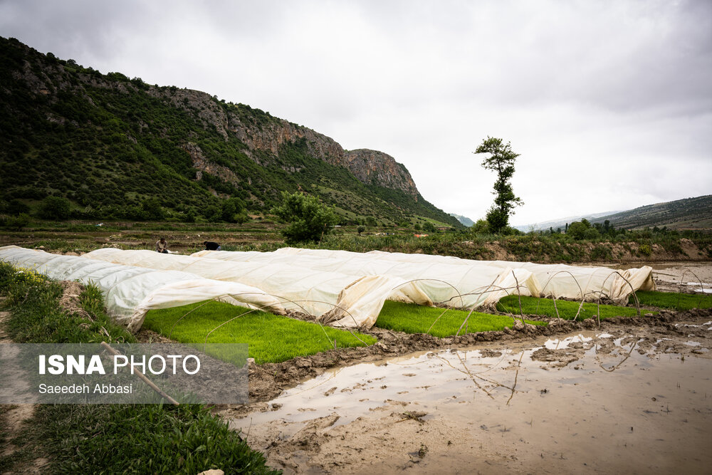 قبرستان روستای سفید چاه در گلوگاه بهشهر