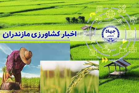فعالیت ۶۲ بانک نشاء در بابل