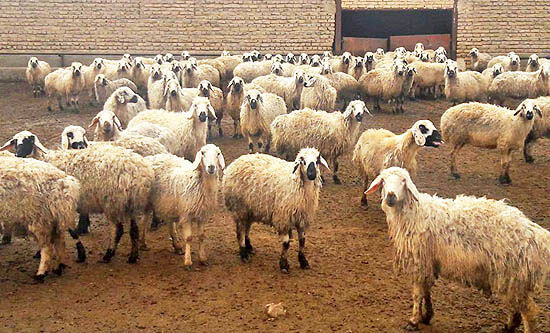 ثبت اطلاعات ۵۷۹ هزار راس دام مازندران در سامانه پهنه‌بندی